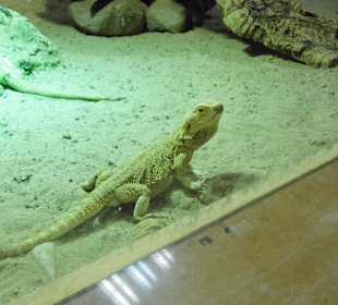 WildparkImpression September 2013