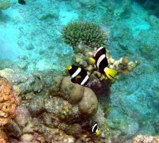 Fische