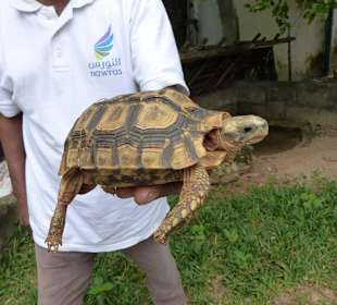 Landschildkröten