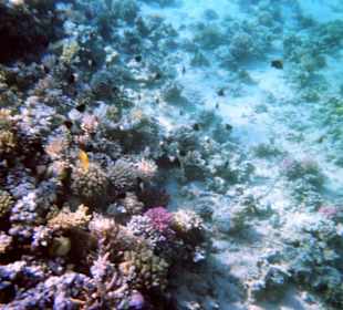 Einmalige Korallenwelt am Strand