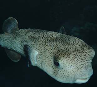 Schnorcheln Coraya Bay Marsa Alam