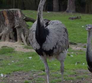 Naturwildpark Granat