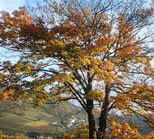 Herbst an der Ebernburg
