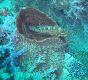 Zackenbarsch im Fassschwamm bei Koh Bida Nok