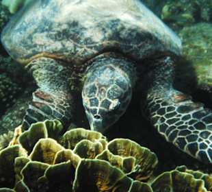 Schildkröte beim Fressen
