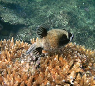 Kugelfisch