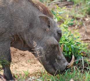 Warzenschwein