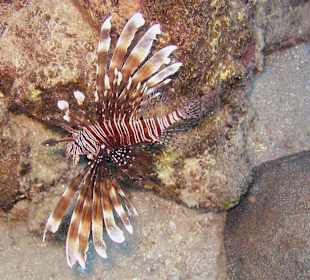 Podwodne życie w Abu Dabab