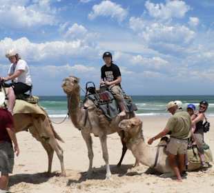 Kamelsafari Am Lighthouse Beach