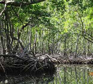Mangroven im Nationalpark Los Haitises