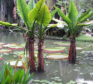 Detail Botanischer Garten