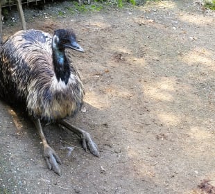 Emu
