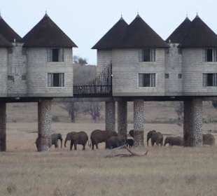 Die Elefanten direkt unter einem. Wahnsinn