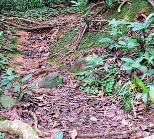 Parque Natural Obô do Príncipe