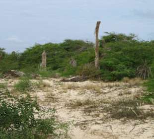 Ehemalige Palmenplantage