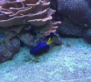 Meeresmuseum Stralsund