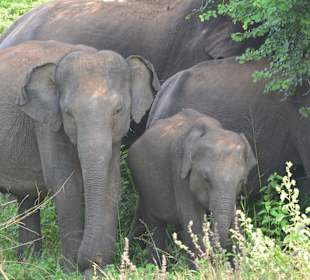 Uda Walawe National Park