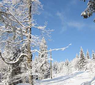 Auf dem weg Naturpfad mit Schneeschuhe