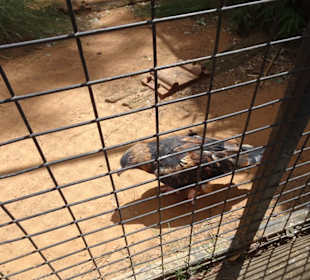 Stadtrundgang Sydney