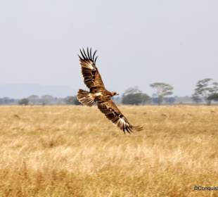 König in seinem Reich