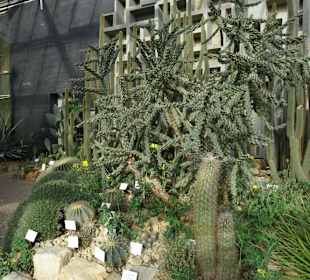 Die Tropengewächshäuser in "Planten un Blomen"