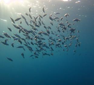 Fischschwarm