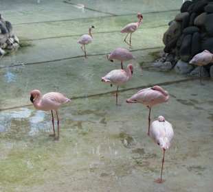 Flamingos