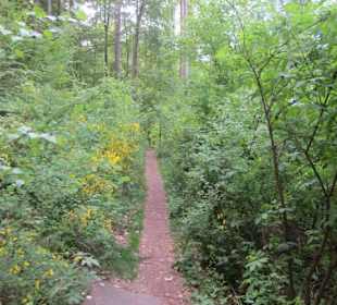 Auf dem Weg zum Hilschweiher