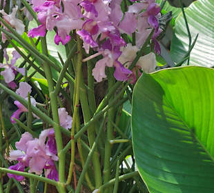 Orchideengarten