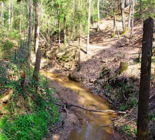 Waldweg zum Bitterbach
