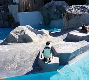 Kölner Zoo 