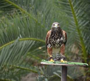 Greifvogel-Show