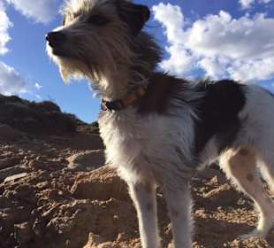 Herrliche Freiheit auch für unseren Hund