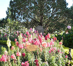 Die Blütenpracht macht viel Arbeit