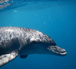 Neugieriger Delfinnachwuchs