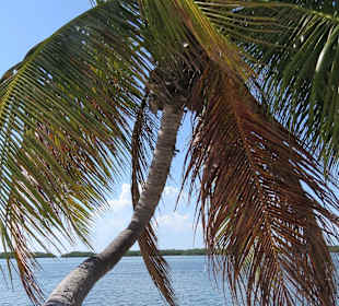 Palme über dem Wasser