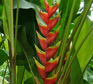 Botanischer Garten Puerto de la Cruz