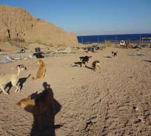 Dahab Dogs