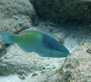 Papageifisch