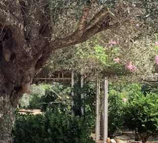 Mallorquinischer Teil