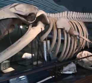 Naturhistorisches Museum