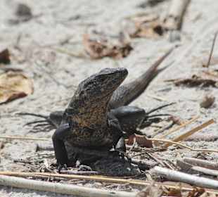 Leguaan in NP Manuel Antonio