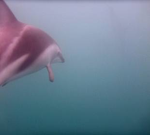 Dusky Dolphin