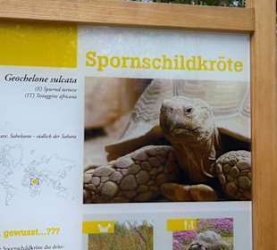 Südamerika Bereich - Spornschildkröte