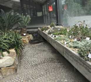 Wüstenpflanzen -  Alter Botanischer Garten