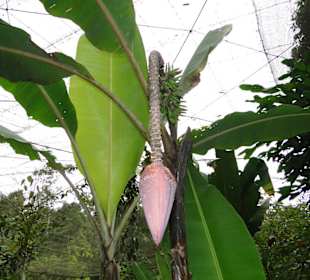 Poring Hot Springs - Schmetterlingsgarten
