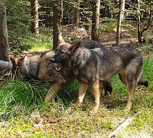 Wandern Mitterfirmiansreut