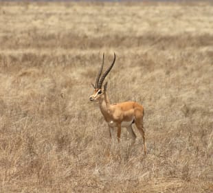 Antilope