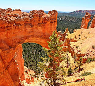 Auch im Bryce: Steinbögen