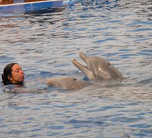 Delphin mit trainerin